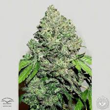 CBD- Auto Charlotte\'s Angel 3pk